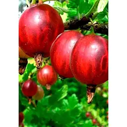 Саджанець Agro-Market Агрус Машека (середній термін дозрівання, висока стійкість до шкідників і хвороб) 1 шт. в упаковці (23380) - мініатюра 2