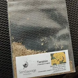 Піжма насіння відтворюване з Франції SemiWild 600 штук в упаковці - мініатюра 2