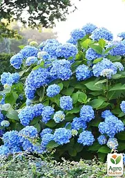Саджанець Agro-Market Гортензія крупнолиста блакитна Блакитне небо (Blue sky) (24574) - мініатюра 2
