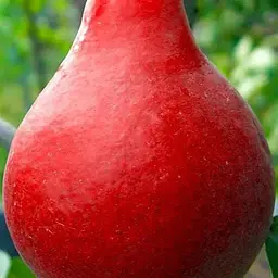 Саджанець Agro-Market Груша Старкримсон (літній сорт, ранній термін дозрівання) (25927) 1 шт. в упаковці - мініатюра 2