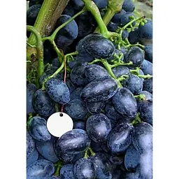 Саджанець Agro-Market Виноград Гала (ранній термін дозрівання, стійкий до захворювань і заморозків) 1 шт. в упаковці (17698) - мініатюра 3