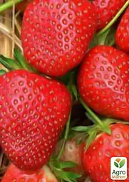 Саджанець Agro-Market Полуниця Мальвіна (Malwina) (пізній термін дозрівання) (19926) - мініатюра 3