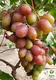 Саджанець Agro-Market Виноград Андрій 53 (м'ясисто-соковита велика ягода) 1 шт. в пакуванні (158230) - мініатюра 2
