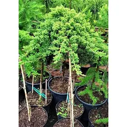 Саджанець Agro-Market Ялівець сланкий на штамбі Procumbens Nana С2 висота 40-50 см 1 шт. в упаковці (182566) - мініатюра 2