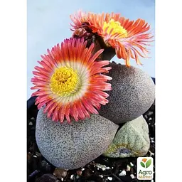 Літопси Agro-Market Живі Камені (Levend Steenje) (50624) 1 саджанець в упаковці (кімнатний) Нідерланди - мініатюра 4