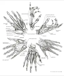 Anatomy for the Artist - мініатюра 7