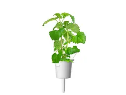 Змінний картридж Click & Grow Котяча м'ята 3 капсули (7465) - мініатюра 2