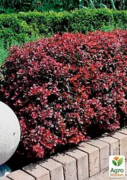 Саджанець Agro-Market Барбарис Тунберга 3-х річний Atropurpurea Nana С3, висота саджанця від 25см (175131) - мініатюра 3