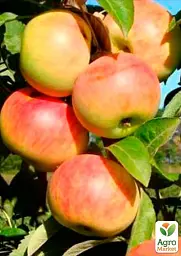 Саджанець Agro-Market Яблуня колоновидна Піонер (літній сорт, пізній термін дозрівання) 1 шт. в упаковці (25940) - мініатюра 2
