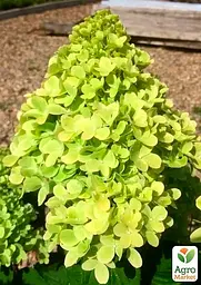 Саджанець Agro-Market Гортензія волотиста Mojito (178215) - мініатюра 2
