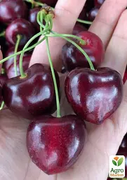 Саджанець Agro-Market Черешня Жабулі (літній сорт, ранній термін дозрівання) 1 шт. в упаковці (167030) - мініатюра 2