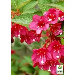 Саджанець Agro-Market Вейгела 2х річна Eva Rathke вазон С3 висота 40-50 см (181460) 1 шт. в упаковці - мініатюра 4