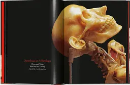 Anatomical Waxes. 45th Edition - мініатюра 7