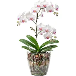 Вазон для орхідеї Serinova Orchid 3 л прозорий (20-OR0305200-200100) - мініатюра 2