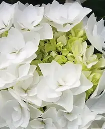 Гортензія Agro-Market Doppio Bianco Hydrangea macrophylla квітуча крупнолиста вазон С15 1 саджанець в упаковці - мініатюра 3