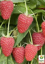 Малина Agro-Market "Либідь" (ремонтантій великоплідний та невибагливий сорт) 1-річний саджанець (189496) 1 шт в упаковці - мініатюра 2