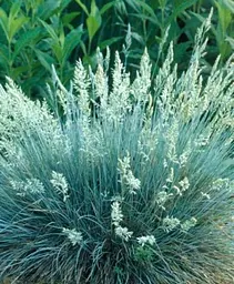 Саджанець Agro-Market Костриця аметистова (Festuca amethystina) (60490) 1 шт. в упаковці - мініатюра 2