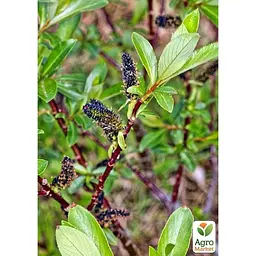 Саджанець Agro-Market Верба 2-х річна тонкослупкова чорна Melanostachys (176654) - мініатюра 5