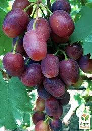 Саджанець Agro-Market Виноград Румейка (надранній, дуже велике гроно) 1 шт. в пакуванні (153790) - мініатюра 2