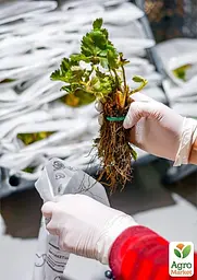 Саджанець Agro-Market Полуниця Пайнберрі (Pineberry) (ремонтантний сорт, має смак нагадує ананас) 5 шт. в пакуванні (37313) - мініатюра 3