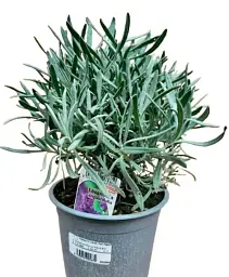Лаванда Agro-Market Angustifolia кімнатна англійська 2-річна 20-30 см з Нідерландів 1 саджанець в упаковці (178218) - мініатюра 3