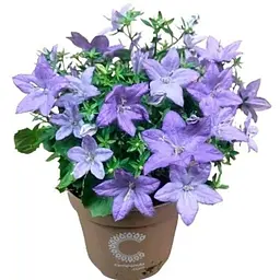 Цибулина Agro-Market Кампанула квітуча Isophylla Blue (178712) 1 шт. - мініатюра 3