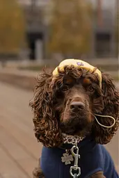 Шапка для собак Hat-Dog жовта (L) - мініатюра 2
