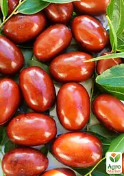 Зізіфус (унабі) Agro-Market "Первісток" (середній термін дозрівання, високоврожайний сорт) вазон Р9, висота 10-15 см (187590) 1 саджанець в упаковці - мініатюра 2
