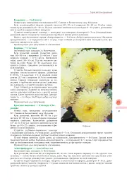 Айстри. Біологічні особливості. Вирощування. Використання. Сорти - Володимир Черняк - мініатюра 4
