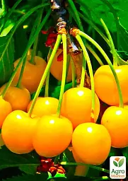 Саджанець Agro-Market Черешня жовта Дрогана жовта (літній сорт, середній термін дозрівання) 1 шт. в упаковці (15787) - мініатюра 2