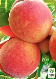 Саджанець Agro-Market Персик Лісостеповий (літній сорт, середнього терміну дозрівання) 1 шт. в упаковці (178404) - мініатюра 2
