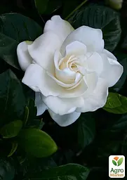 Саджанець Agro-Market Гарденія жасминовидная Fortune (Gardenia jasminoides) (52633) - мініатюра 2