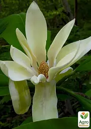 Саджанець Agro-Market Магнолія трипилюсткова Magnolia Tripetala (49492) - мініатюра 3