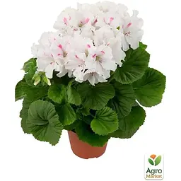 Саджанець Agro-Market Пеларгонія Королівська Candy Flowers White (контейнер №10 висота 10-20 см) (176667) 1 шт. в упаковці - мініатюра 2