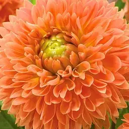 Жоржина "Orange Impact" (176030) 1 шт