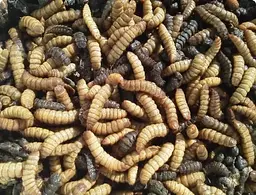Корм для їжака та рептилій Wow Pets Exotic Hedgehog Diet 100 г - мініатюра 3