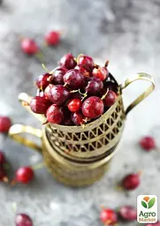 Аґрус на штамбі Agro-Market "Сенатор" (середній термін дозрівання) (44847) 1 саджанець в упаковці - мініатюра 5