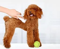 Машинка для стриження тварин Xiaomi Pawbby Pet Shaver (MG-HC001) біла - мініатюра 2