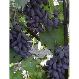 Саджанець Agro-Market Виноград Байконур 1 шт. в упаковці (44450) - мініатюра 4