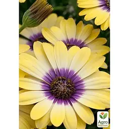 Саджанець Agro-Market Остеоспермум Blue Eyed Beauty (контейнер № 10 висота 10-20 см) (49087) 1 шт. в упаковці - мініатюра 2