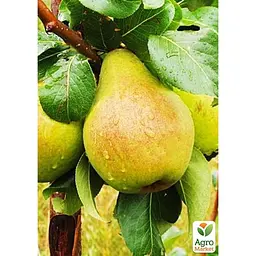 Саджанець Agro-Market Груша Рікс укорінена в контейнері (саджанець 2 роки) (153292) - мініатюра 2