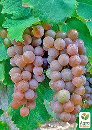 Саджанець Agro-Market Виноград Совіньйон Грі (винний сорт, середній термін дозрівання) 1 шт. в пакуванні (177275) - мініатюра 2