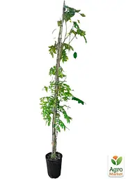 Саджанець Agro-Market LMTD Вістерія (гліцинія) Sinensis 5-и річна (висота 150-200см) (181125) - мініатюра 2