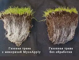 Ендо Мікориза 1,12 г Супер-концентрат - мініатюра 11