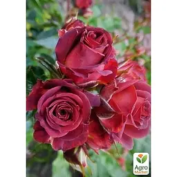 Троянда дрібноквіткова (спрей) Agro-Market Рубікон саджанець класу АА+ вищий сорт 1 шт. в упаковці (99899) - мініатюра 2