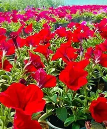 Сурфінія Dark Red (контейнер №10 висота 10-15 см) Agro-Market 1 саджанець в упаковці (48001) - мініатюра 3