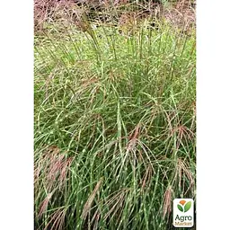 Саджанець Agro-Market Міскантус китайський Little Zebra С1.5 (176617) 1 шт. - мініатюра 4