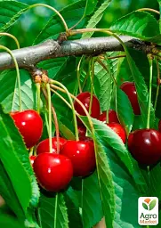 Саджанець Agro-Market Вишня Альфа (літній сорт, пізній термін дозрівання) 1 шт. в упаковці (178386) - мініатюра 2
