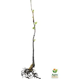 Саджанець Agro-Market Гінкго білоба Дволопатеве (вік 3 роки) (38233) - мініатюра 2