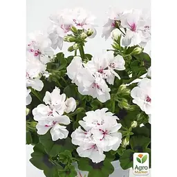 Саджанець Agro-Market Пеларгонія ампельна Sunflair Eva White (контейнер № 10 висота 10-20 см) (52159) 1 шт. в упаковці - мініатюра 2